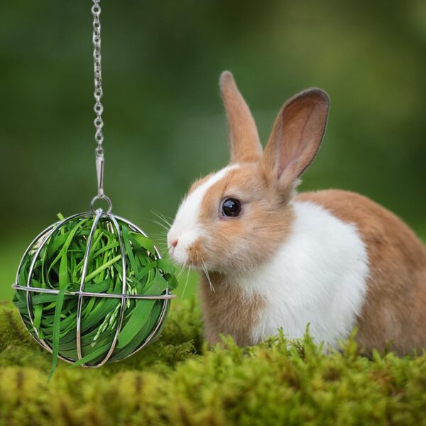 NAUZE Hay Feeder Ball Bunny Hay Feeders Stainless Steel Hanging Sphere Rabbit Feeder for Guinea Hamster Rabbits Small Animal Pet Supplies (2) - Image 4