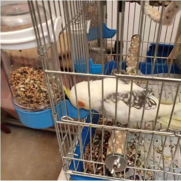 CaiHuaEr 2 PCS Bird Water Feeder Automatic Water Feeder Bird Water Bottles Bird Cage Food Feeder Cage Accessories for Cockatiel Parrots Budgie Lovebirds - Image 5