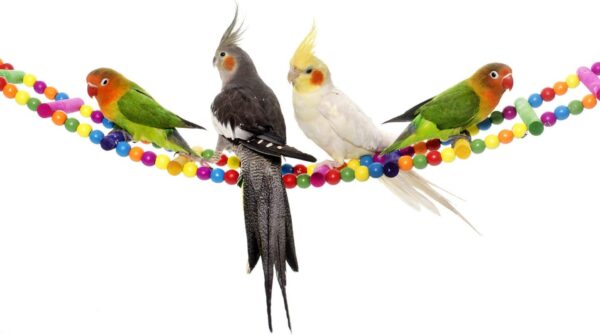 10Pack Pet Bird Toys Bead Swing Bell String Wood Nibble Skewer Bridge Ladder Station Board Platform Skateboard Cage Accessories for Parrot Macaw Parakeet Conure Cockatiel Budgie & Lovebirds Gift - Image 5