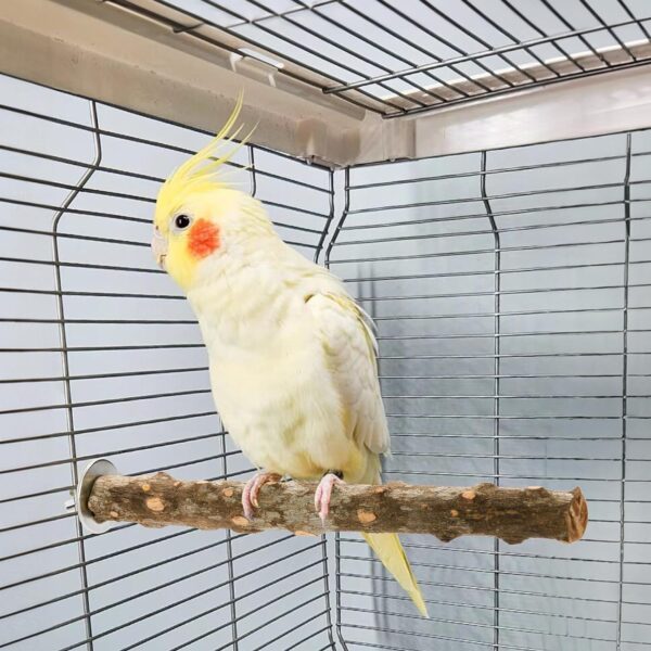 Okllen Set of 8 Natural Wood Bird Perches, Bird Parrot Stand Platform, Parakeet Toys Stand Branches Bird Cage Accessories for Small Birds Conure, Chinchilla, Parakeet, Budgie, Cockatiel - Image 7