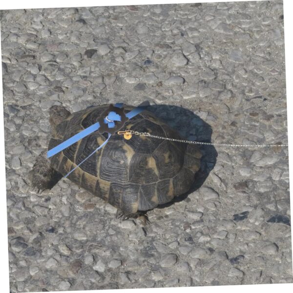 Yardwe Turtle Leash Slip Leads for Dogs Bearded Dragon Small Animal Leash Baby Items Dealspet Supplies Reptilians Ferret Harness and Leash Tortoise Rope Reptiles Walking Turtle Rope Glass - Image 9