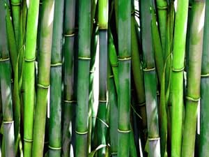 bamboo fibre plant