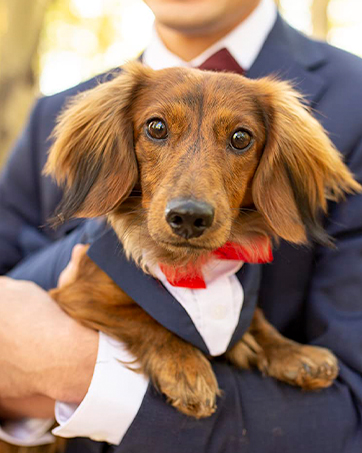 dog tuxedo