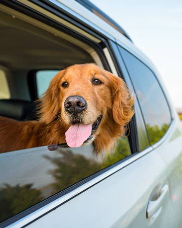 large dog car seat