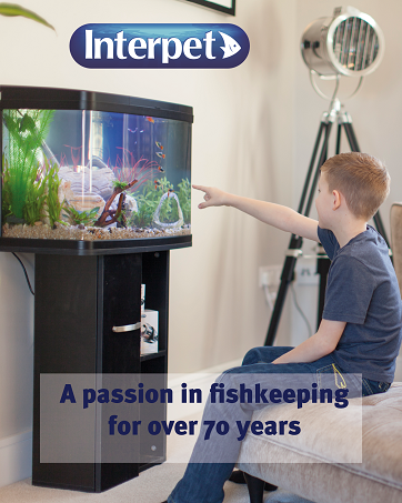 boy admiring well established and planted interpet aquarium