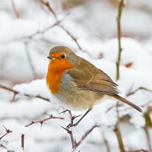 peckish extra goodness top tips