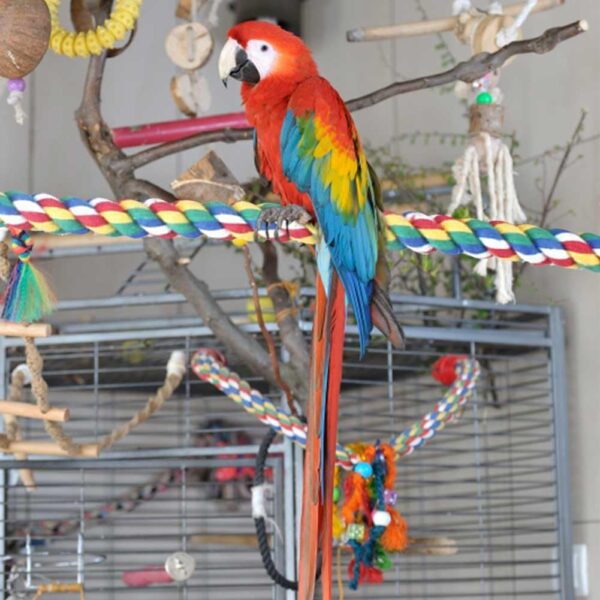 100CM Bird Toys Colorful Bird Rope Perch,Cotton Standing Rope Perch with Bell Parrot Swing Climbing Standing Hanging Toys Bird Cage Accessories for Parrot Parakeet Budgies - Image 5