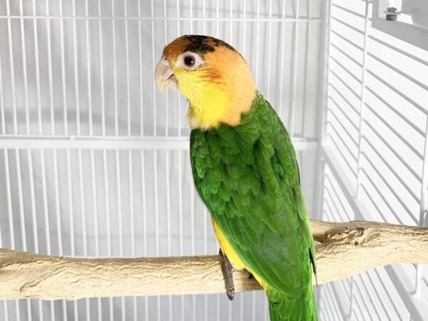 Birds Love Medium Bottlebrush Wood Bird Cage Perch - Image 4