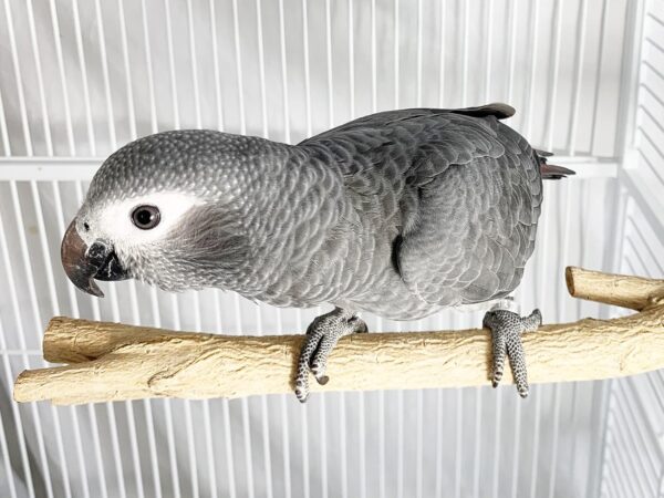 Birds Love Medium Bottlebrush Wood Bird Cage Perch - Image 2