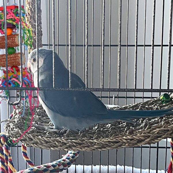 Parrot Toys, Cockatiel toys, Budgie toys, Parrot Swing Chewing Toy for Conures, Cockatiel, African Grey Parrot, Cockatoos and a Variety of Amazon Parrots (Red) - Image 5