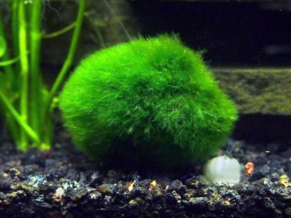 Aquatic Arts 2 Giant Marimo Moss Balls (1.5-2.5 inches, 8-15 Years Old!) - Over 5X AS Large AS Nano MARIMO! - Great for Fish, Shrimp, and Snails! by Aquatic Arts