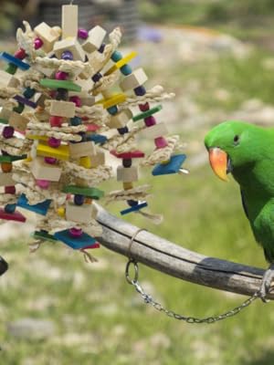 parrot toy